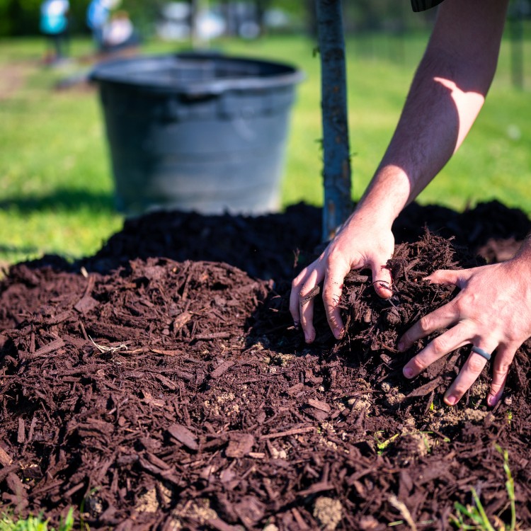 Lawn care services in Lincoln, CA