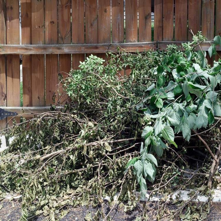 Lawn care services in Lincoln, CA Lawn care services in Lincoln, CA